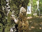 Fence Lizard UNC Farm